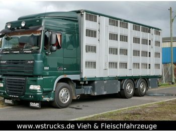 Ciężarówka do przewozu zwierząt DAF XF105/410 Spacecup Menke 4 Stock: zdjęcie 1