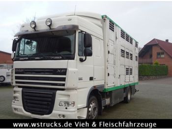 Ciężarówka do przewozu zwierząt DAF XF 105/410 SC Menke 3 Stock Vollalu: zdjęcie 1