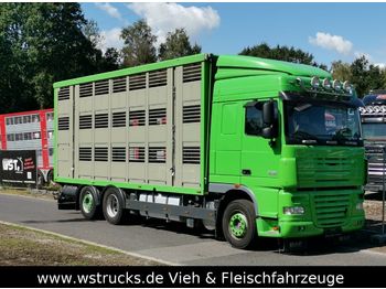 Ciężarówka do przewozu zwierząt DAF  XF 105/460 SC Menke 3 Stock Hubdach: zdjęcie 1