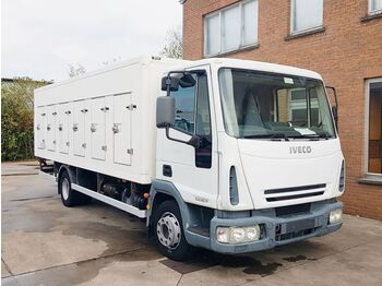 Samochód ciężarowy chłodnia Iveco 100E17 EUROCARGO EIS KUHLKOFFER  COFI  TEMP -38C: zdjęcie 1