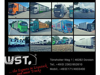 Ciężarówka do przewozu zwierząt MAN TGX 26.480 XL Menke   3 Stock Vollalu Hubdach: zdjęcie 1