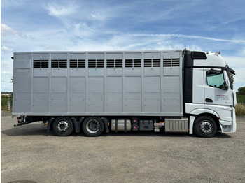 Ciężarówka do przewozu zwierząt dla transportowania zwierząt MERCEDES-BENZ Actros 2545: zdjęcie 3