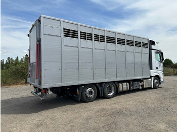 Ciężarówka do przewozu zwierząt dla transportowania zwierząt MERCEDES-BENZ Actros 2545: zdjęcie 4