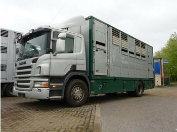 Ciężarówka do przewozu zwierząt Scania P 380 mitt Menke Doppelstock: zdjęcie 1