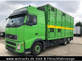 Ciężarówka do przewozu zwierząt Volvo FH 440 Globetrotter Menke 3 Stock: zdjęcie 1