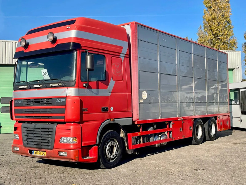 DAF XF 95.430 BERDEX 3 decks. Water, fans, Scales! Excellent condition. - Ciężarówka do przewozu zwierząt: zdjęcie 1 DAF XF 95.430 BERDEX 3 decks. Water, fans, Scales! Excellent condition. - Ciężarówka do przewozu zwierząt: zdjęcie 1